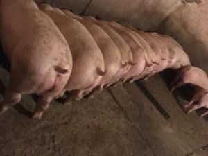 agriturismo ai pini altissimo