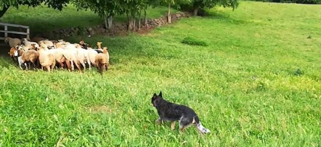 Sheepdog & Farmwork Altissimo
