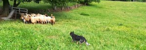 Sheepdog & Farmwork Altissimo